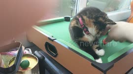 Kitten playing pool