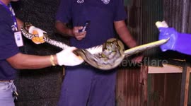 Python caught in chicken shed after killing a rooster