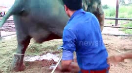 Elephant giving birth kicks mahout who tried to grab baby