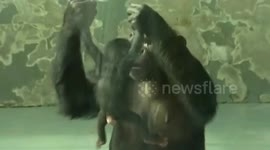 Chimpanzee gives birth at Chinese zoo