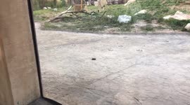 Part 2 Oblivious Lion Baby