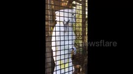 Funny Talking Parrot! Says