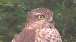 Female Sparrowhawk In garden hunting for small birds