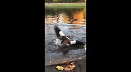 Ducks are fighting in the lake