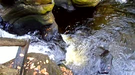 Stream under a bridge