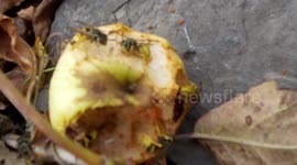 Intoxicated Wasps