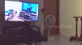 My dogs' reaction to