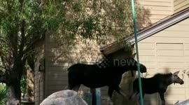 Momma moose attacks!