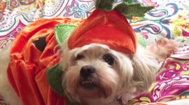 Total Fail - Dog hates her Halloween costume