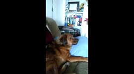 Dog has cute strange singing howl while waking up