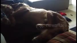Sleeping Dog Runs in Sleep and Falls Off Couch (Funny, Cute)