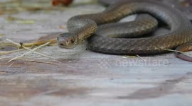 Garter Snakes Quebec