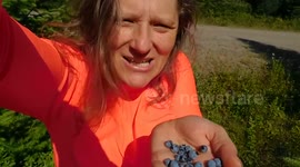 Foraging for wild Blueberries