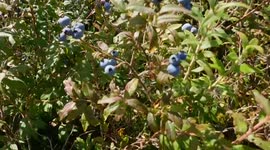 Wild Blueberry Heaven