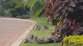 Monkey Games