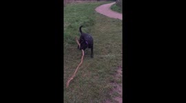 Dog finds huge stick on a walk