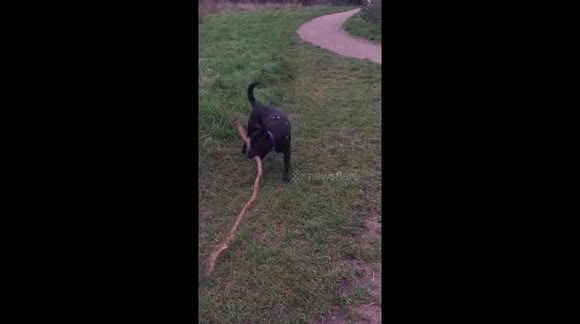 Dog finds huge stick on a walk
