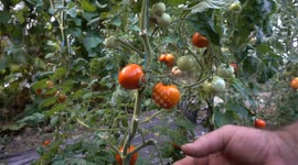Picking up tomatoes - Slow Motion