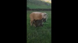 Best friends cat and lamb