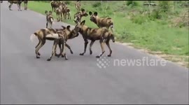 Huge wild dog pack caught on camera