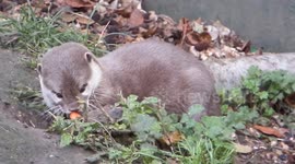 Otter eating carrots