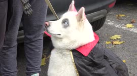 Dogs take part in Halloween show on Hampstead Heath in London