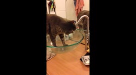 Cat tap drinking