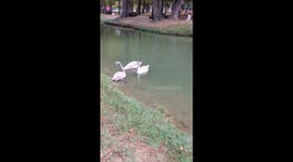 Polite swans feast