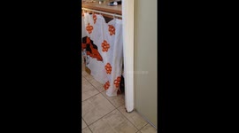 Cats hide n'seek