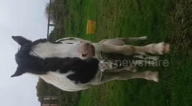 Hilarious cute goat and horse in a field