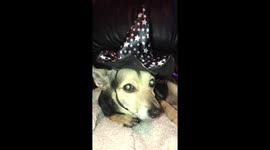 She wasn’t impressed with her Halloween Hat