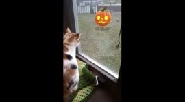 Cat Reacts to Dancing Pumpkin