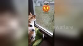 Newsflare Edit - Cat Reacts to Dancing Pumpkin