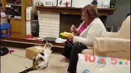 Cat Sits Like Dog for Apple Pie