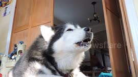 Alaskan Malamute Pinga Sings Silent Night