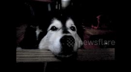 Pinga's Malamute Song