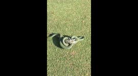 Snake swallows 2ft long Iguana on golf course