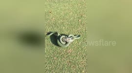 Newsflare Edit - Snake swallows 2ft long Iguana on golf course