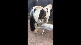 Goat and horse antics