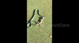 Snake swallows 2ft long iguana on golf course