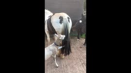 Got and horse antics