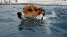 Dogs get pool party to celebrate the end of the season