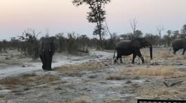 Spiritual encounter with elephant in South African Safari