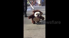 Funny French Bulldog walks around dressed up as a teddy bear.