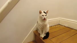 Cat unaware that his tongue is hanging out