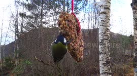 Great tit (parus major) eating