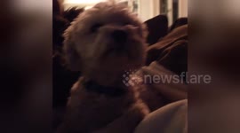 Newsflare Edit - The Musical Dog