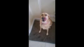 Dog waves hello
