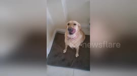 Newsflare Edit - Dog waves hello