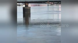 Thames 'dolphin' is actually the Putney porpoise